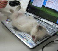 cat-on-keyboard